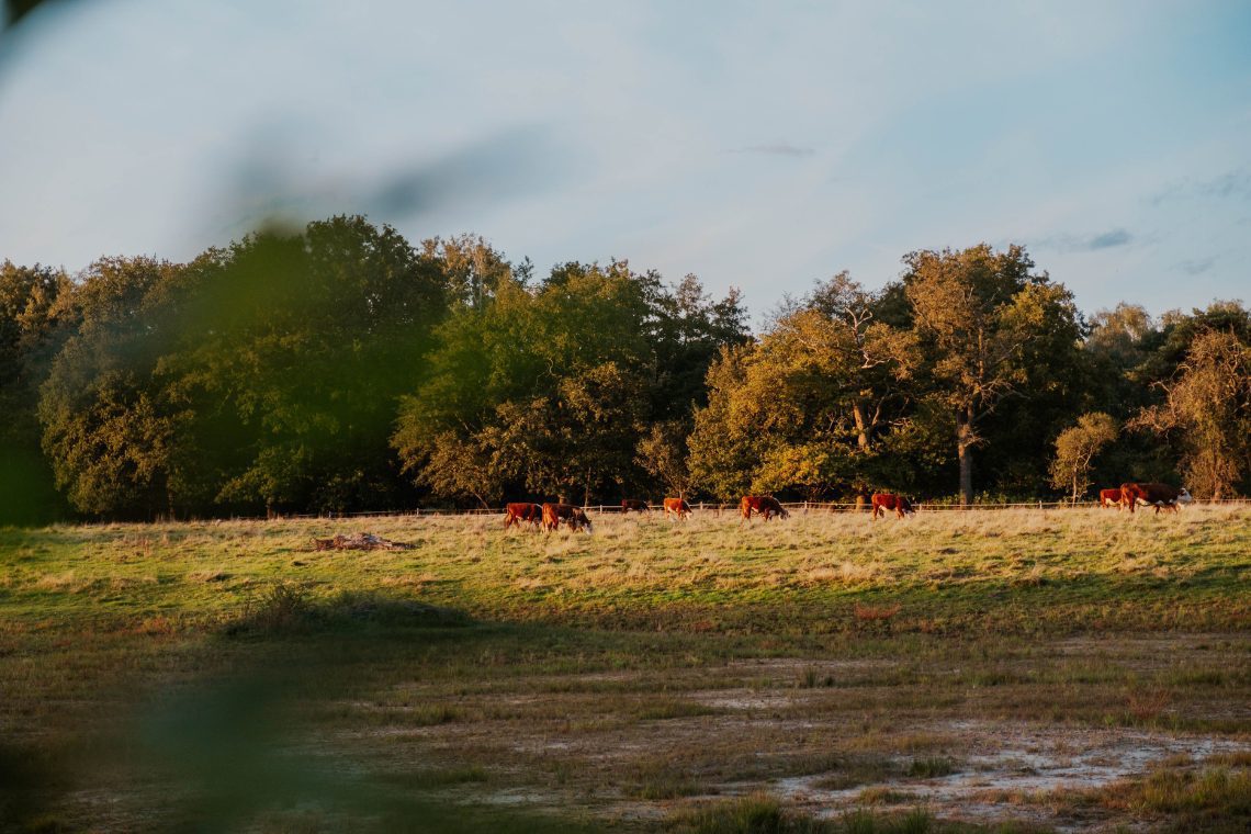 Besonders übernachten Haaksbergen Natuurlogies 1